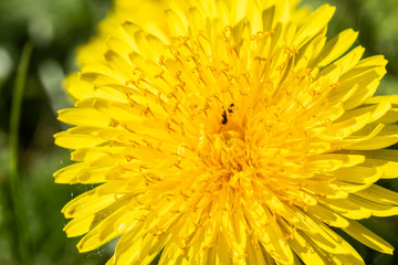 Top view of yellow dandelion flower at spring