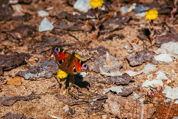 butterfly feeds on nectar from dandelion flowers