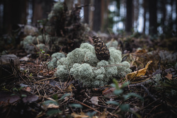 fir cone lying on a moss cushion
