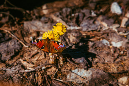 Fototapeta butterfly feeds on nectar from dandelion flowers