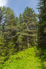 Summer Landscape from trail for Malyovitsa peak, Rila Mountain, Bulgaria