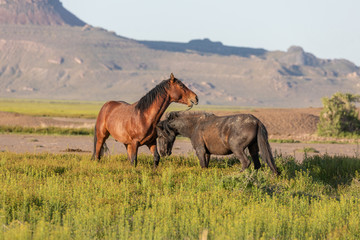 Obraz premium Wild Horse Stallions Fighting in the Utah Desert in Spring