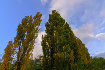 Obraz premium colorful low angle view of the cottonwood trees top during autumn season