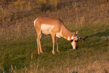 Pronghorn Antelope (Antilocapra americana) Yellowstone National Park, August 23, 2018
