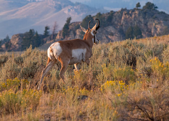 Pronghorn Antelope (Antilocapra americana) Yellowstone National Park, August 23, 2018