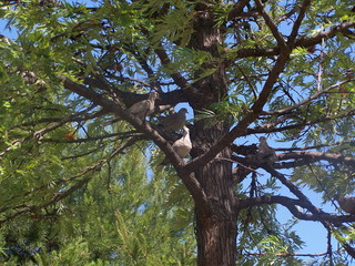 árbol de aves al aire libre
