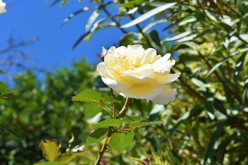 photos of beautiful fresh flowers
