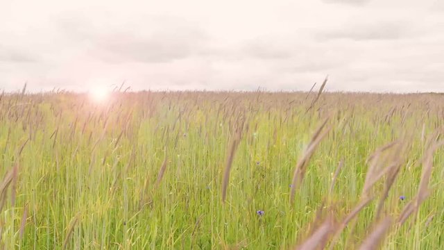 wilde Wiese mit Gr&auml;sern und Blumenmit Blick zum Horizont und Gegenlicht