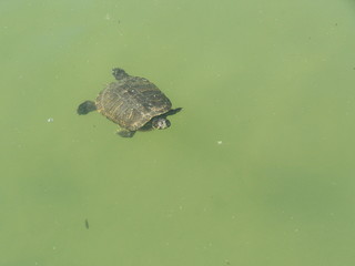 tortuga acu&aacute;tica de charcas