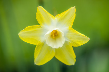 Daffodil Flower - Isolated - Color Variation
