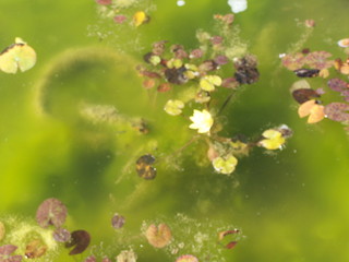  flor de algas