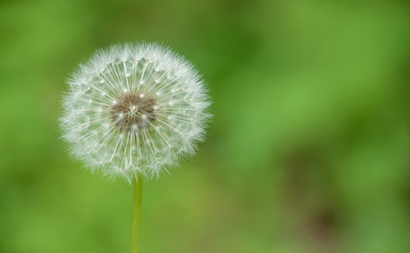 Pusteblume - Dandelion Seedpod