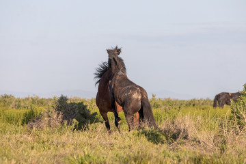 Fototapeta premium Wild Horse Stallions Fighting in the Utah Desert in Spring