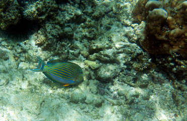 Fototapeta na wymiar Clown Tangs fish at Seychelles