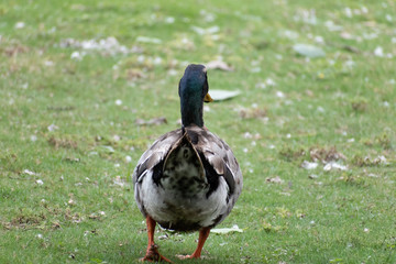 Duck walking away