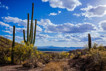 Saguaro
