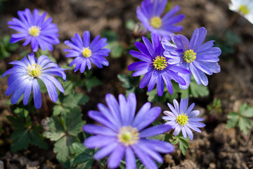 Fototapeta premium Frühlingsblumen I