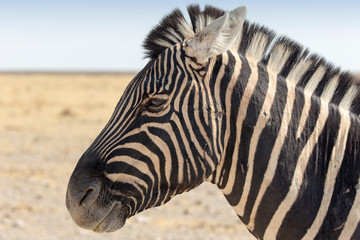 Fototapeta na wymiar Zebra standing in the savannah in Namibia