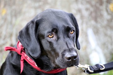 portrait of a dog