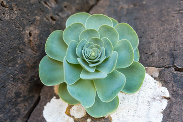 Close-up from a houseleek on volcanic rock in the highlands of La Gomera. The aeonium is a...