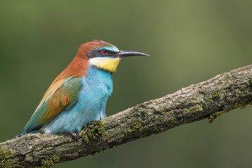 European bee eater (Merops apiaster)