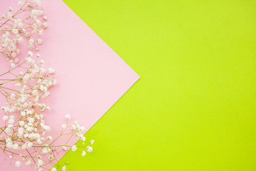 horizontal Spring minimalistic background with a delicate white flowers gypsophila on a greenand pink background.