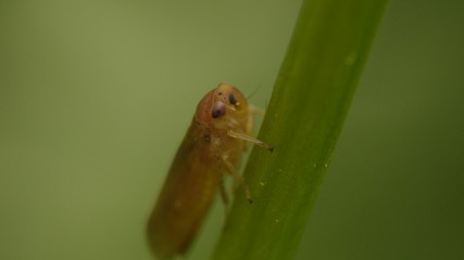 Попрыгунчик