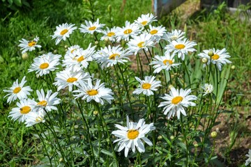 camomile, flower, nature, summer, field, meadow, grass, flowers, white, green, spring,  garden, daisies, chamomile, yellow, blossom, bloom, floral, flora, natural, beauty, wild, leaf