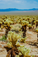 Cholla Cacti Field