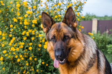 Dog 8