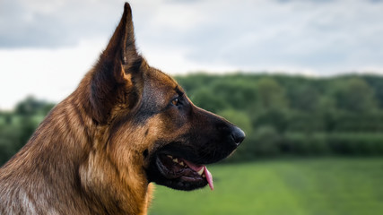 Dog 9