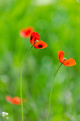 Naklejka premium Red poppy Wild flower in the meadow. Beginning of spring. Floral photo. Colorful flowers.