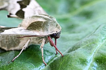 Lime hawk moth