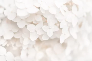 Keuken spatwand met foto Background small white flowers hydrangea, texture. Selective focus. Beautiful and dreamy art image. © Yulia