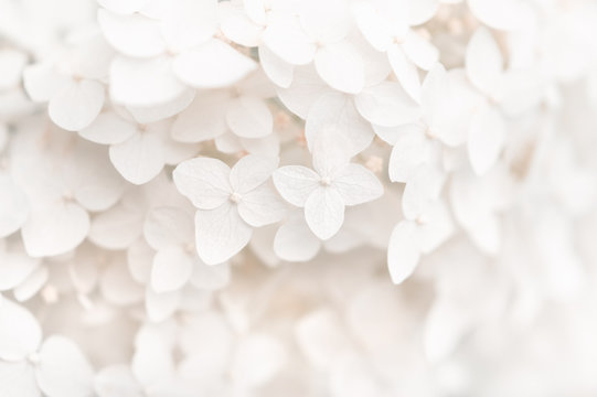 Fototapeta Background small white flowers hydrangea, texture. Selective focus. Beautiful and dreamy art image.