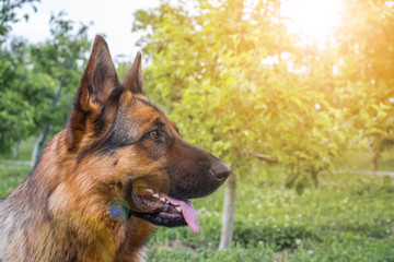Dog 3