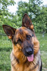 Dog 4