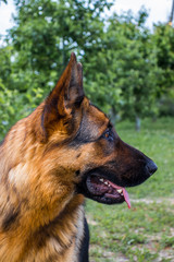 Dog 5