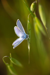 Common Blue Butterfly Polyommatus icarus on a grass seed head
