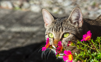 Close up de gato cinza