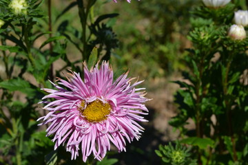 Fototapeta premium aster, flower, nature, flowers, plant, garden, purple, pink, summer, flora, green, petal, bloom, beauty, blossom, spring, macro, violet, yellow, floral, beautiful, white, wild