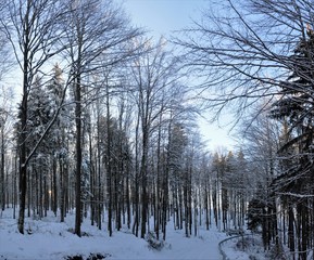 landscape in a deciduous forest in winter