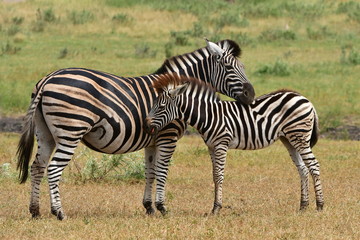 cute young zebra with its mum in South Africa landscape