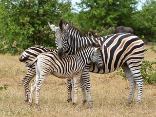 Fototapeta na wymiar cute young zebra with its mum in South Africa landscape
