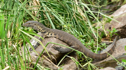 water monitor varanus niloticus in South Africa landscape