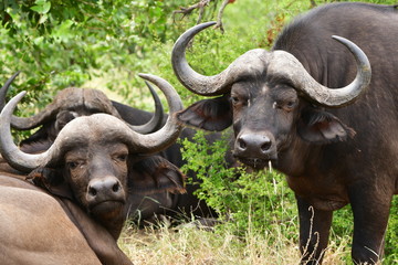 Naklejka premium buffaloes looking into camera,African landscape,