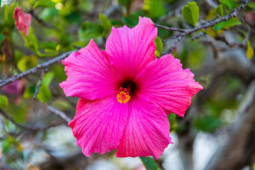 red hibiscus flower in the garden