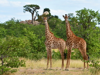 curious cute two young giraffe camelopardalis,South Africa