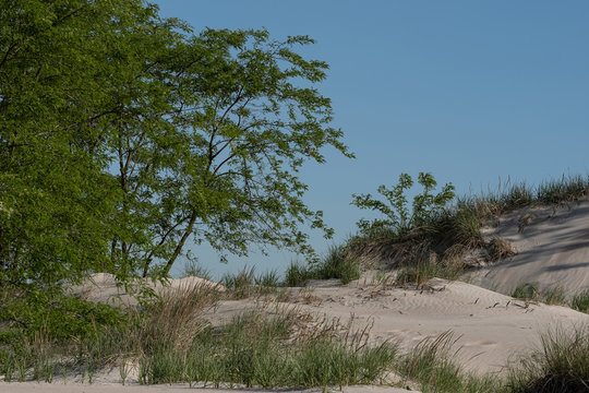 Sand Dunes And Plants In Coney Island Creek Park