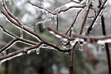 Close up of a frozen twig in ice